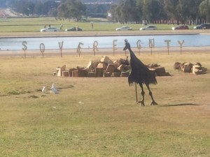 Cockatoos and the emu