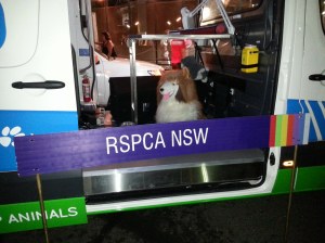 Finish line at Moore Park