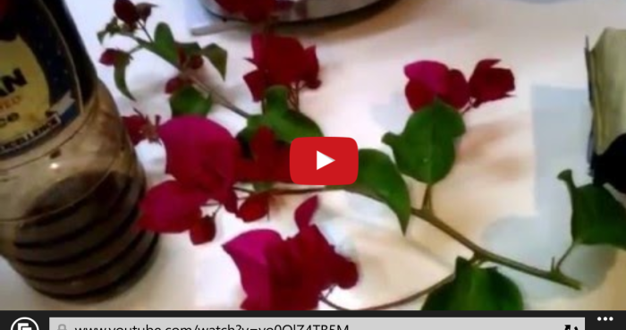 White Whine Fillet Reduction Surprise